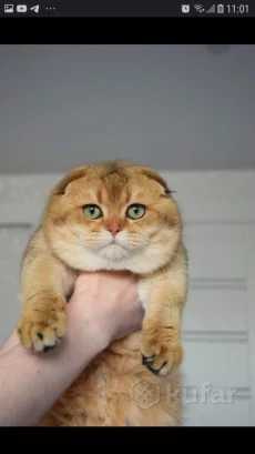 Шотландские золотые шиншилловые котята
