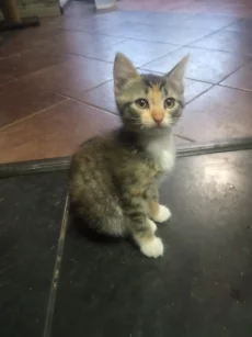 Котята ищут дом