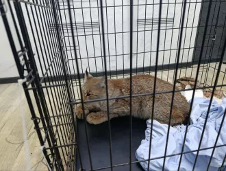 Лесная рысь попалась в капкан под Бобруйском. Она сломала лапу, после лечения ее отправят в зоопарк