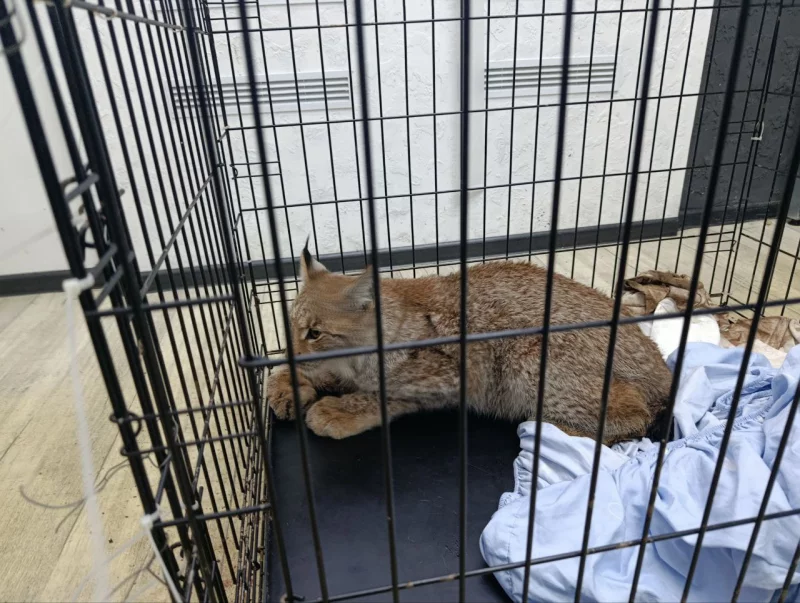 Лесная рысь попалась в капкан под Бобруйском. Она сломала лапу, после лечения ее отправят в зоопарк