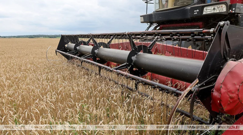 Минская область идет к рекордным намолотам при помощи бобруйской техники