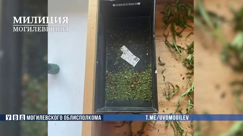 Бобруйчанин выращивал коноплю у себя дома