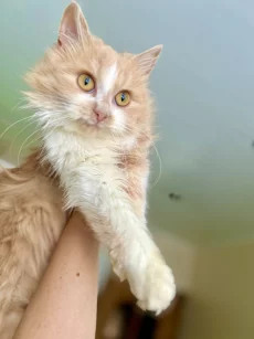 Ласковая девочка-подросток в хорошие руки