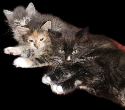 Котята даром