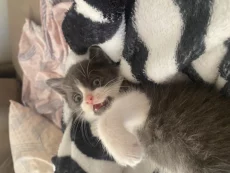 Отдам котенка в добрые руки
