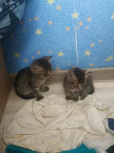Котики