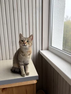 Ищет дом кошечка