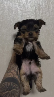 Щенков Йорка