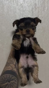 Щенков Йорка