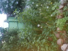 Сирень саженец