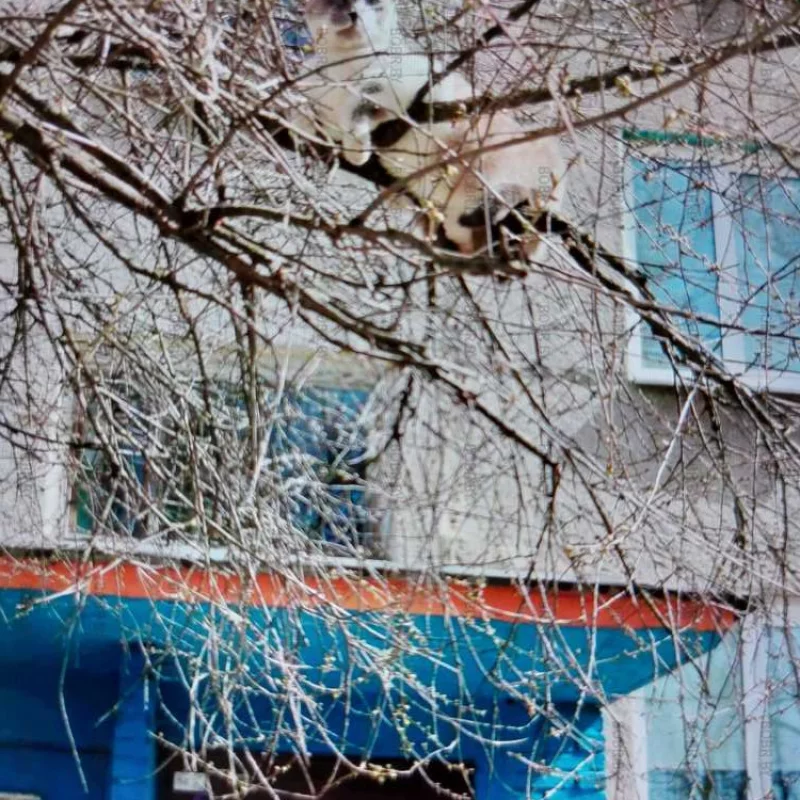 Котики прилетели
