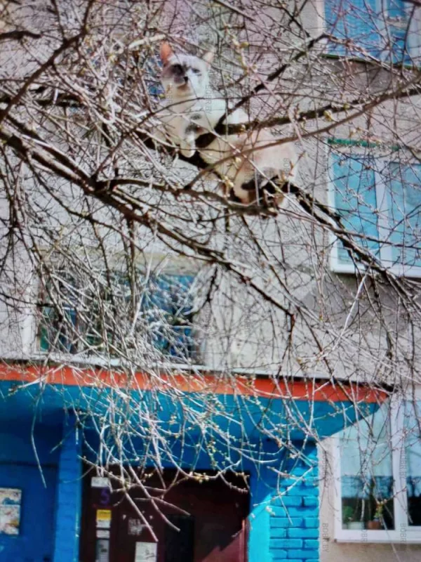 Котики прилетели