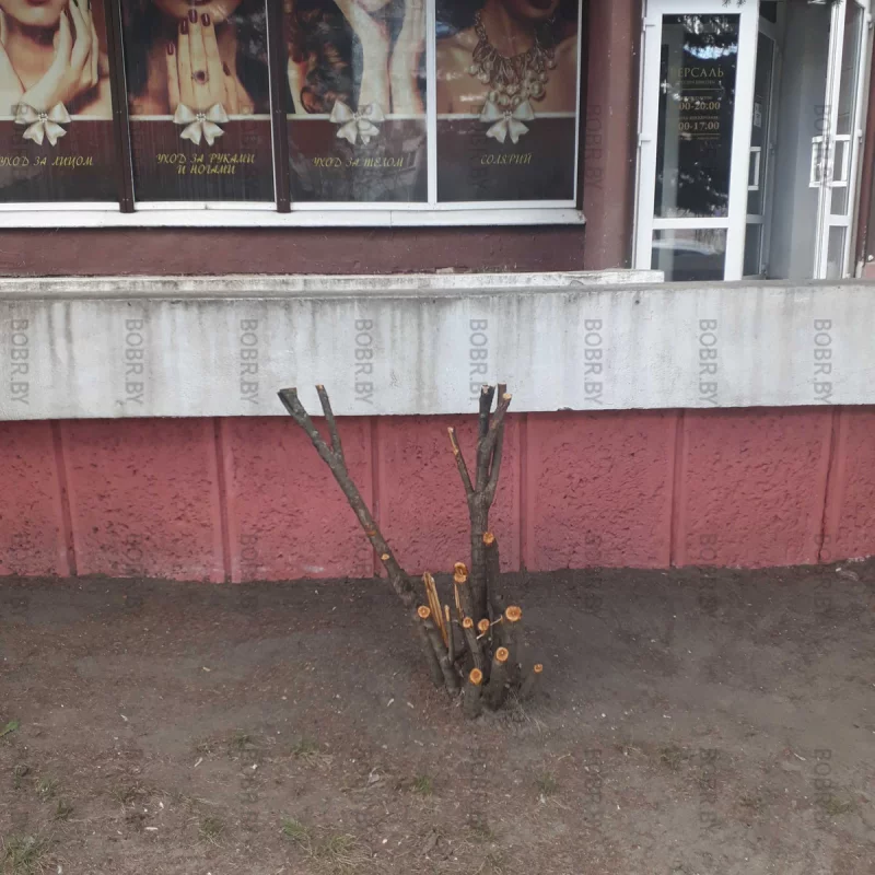 Мастерство зеленхоза обесеураживает