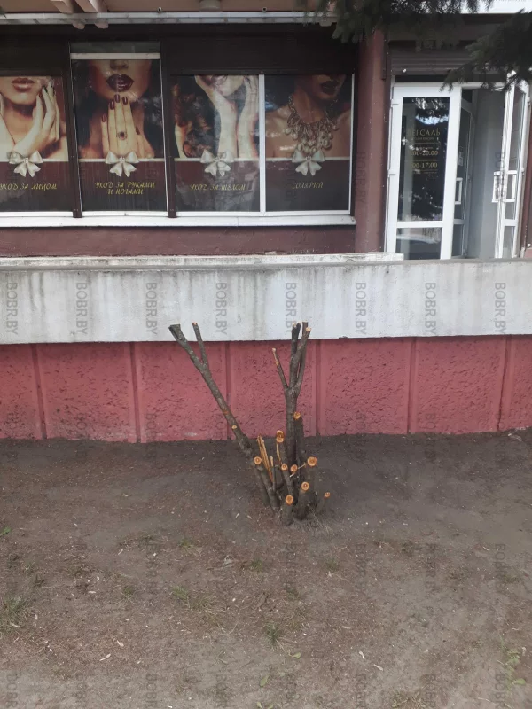 Мастерство зеленхоза обесеураживает