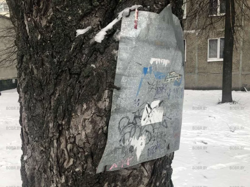 Полечили деревце
