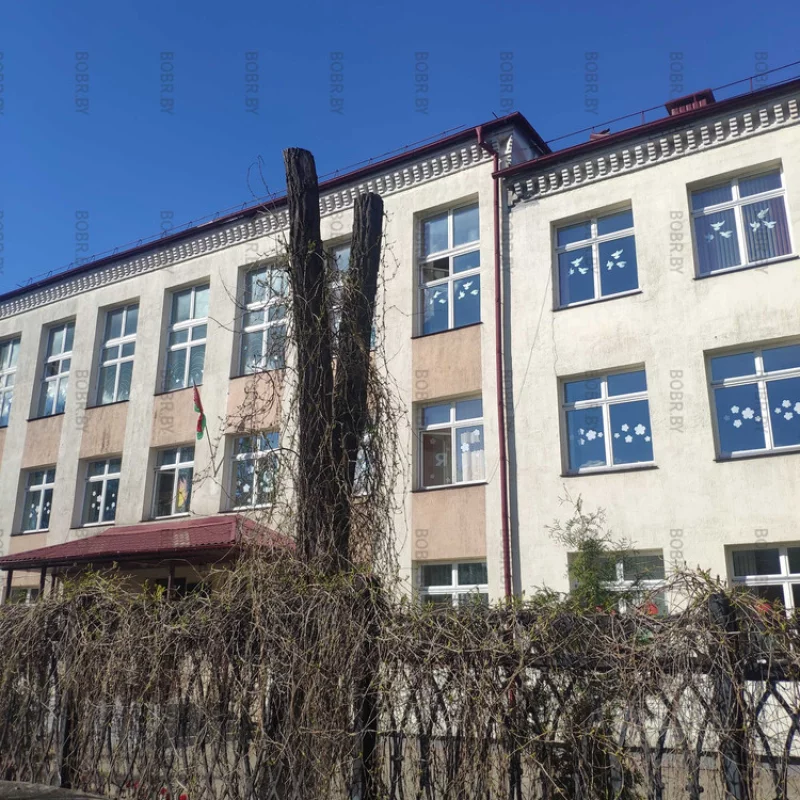 Дерево находится на территории школы и убиты неправильной подрезкой кроны.