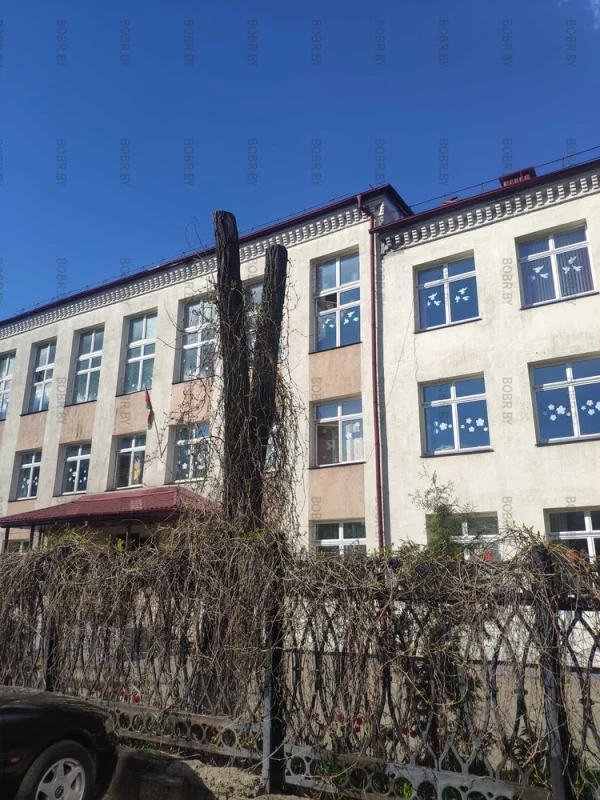 Дерево находится на территории школы и убиты неправильной подрезкой кроны.