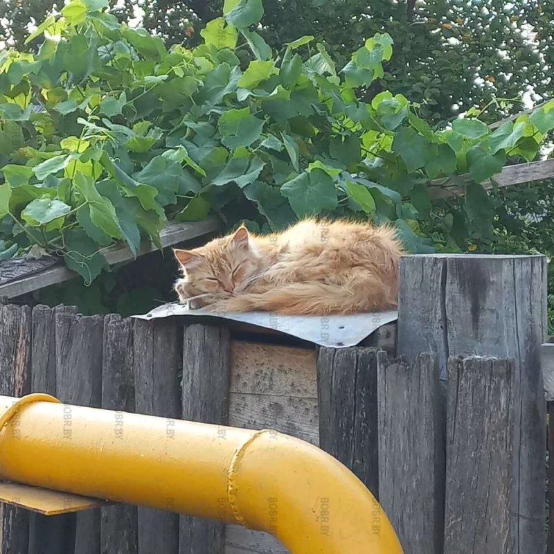 Кот