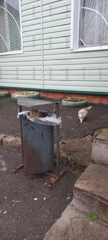 Найди второго кота