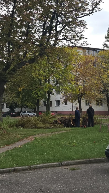 Удаление ветхих деревьев во дворе