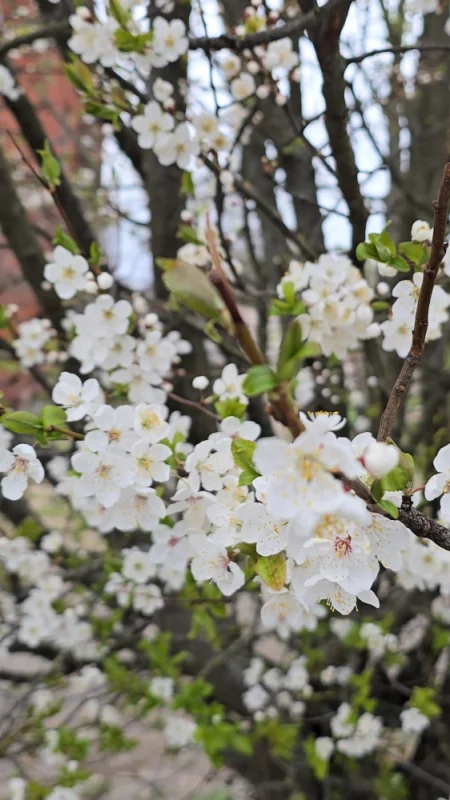 Весна в городе