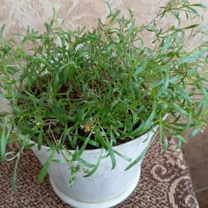 Контейнерные растения для высадки на участок: фуксия, розмарин и др