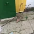 Окучник конный