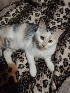 Кошечки-подростки ищут дом