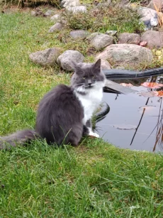 Котята в дар