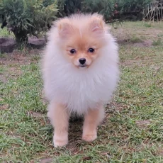 Шпиц мальчишка