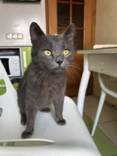 Молодой котик ищет дом