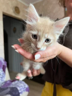 Отдам котят в добрые руки