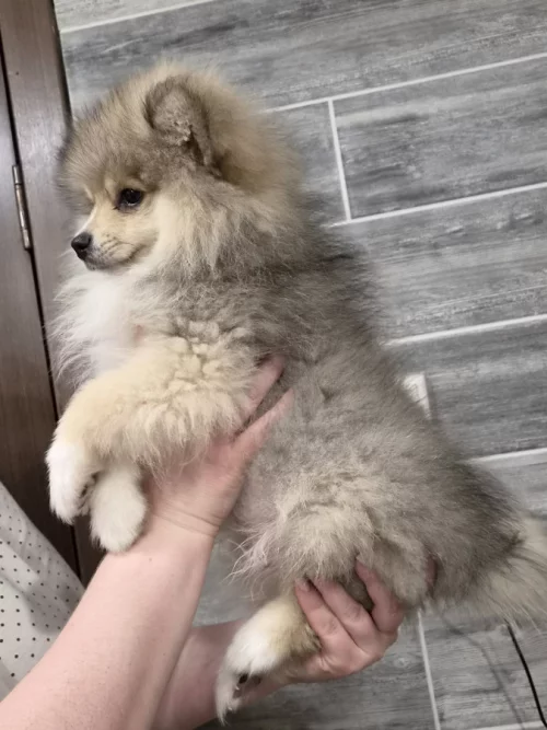 Щенок померанского шпица