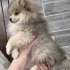 Щенок померанского шпица