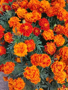 Семена бархатцев