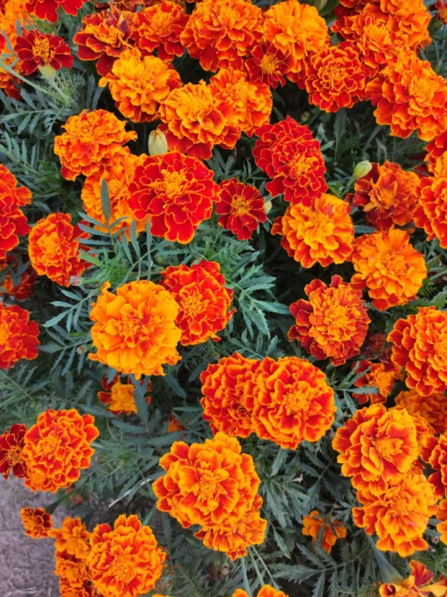 Семена бархатцев