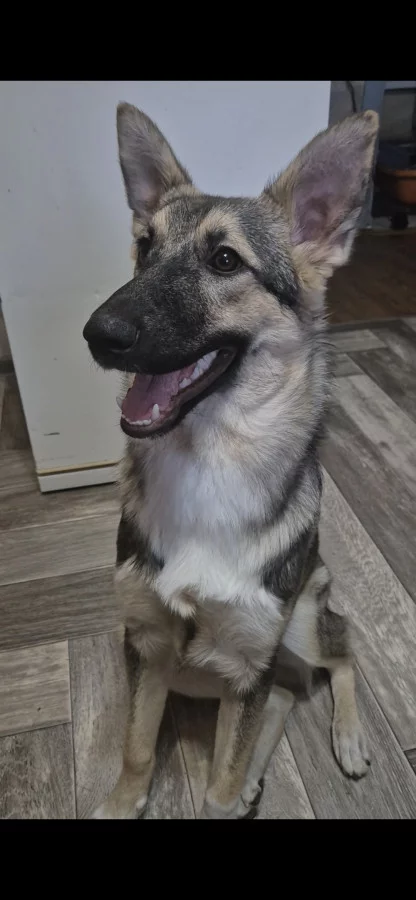 Отдам даром