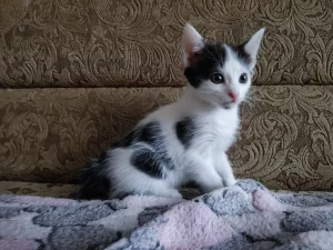 Отдам в хорошие руки