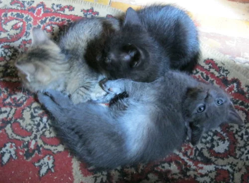 Котята