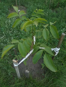 Грецкий орех, сами саженцы