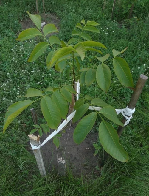 Грецкий орех, сами саженцы