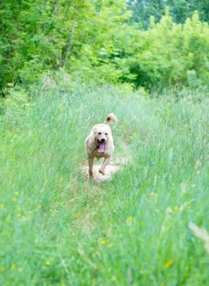 Рыжий красавец ищет дом