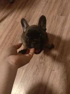 Щенки французского бульдога
