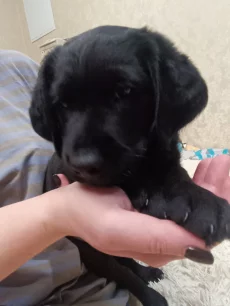 Щенок кокер спаниель гладкошерстный