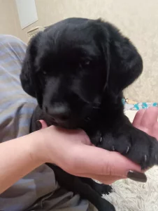 Щенок кокер спаниель гладкошерстный