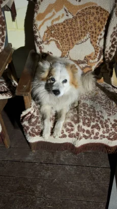 Найдена собака