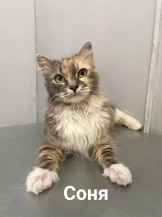Стерилизованные кошечки
