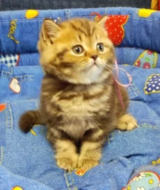 Мраморная молочная шоколадка. Британский котенок