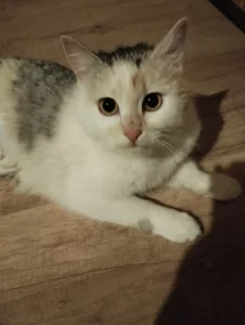 Очаровательные кошечки Лера и Вера ищут свой дом