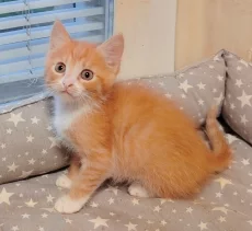 Котёнок девочка рыжая